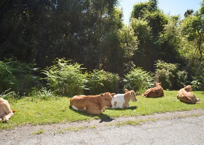 Amazing In Carcheto Brustico * Stazzona